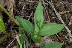 Dichanthelium sphaerocarpon