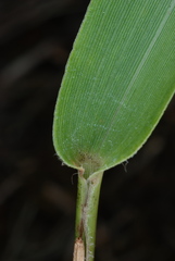 Dichanthelium sphaerocarpon