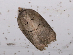 Acleris chalybeana