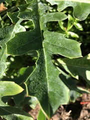 Cussonia paniculata