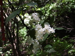 Deutzia parviflora