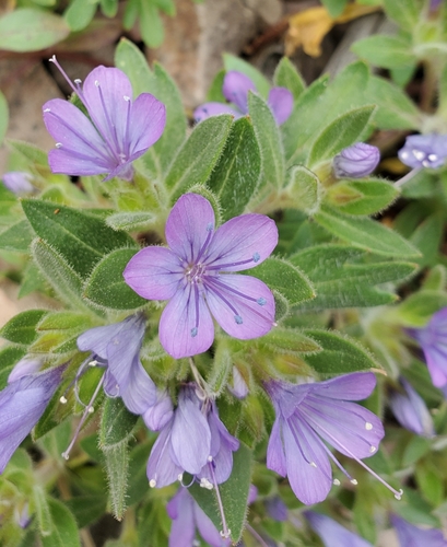 Image of Collomia debilis by (c) Kate, some rights reserved (CC BY)