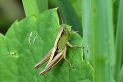 Chorthippus karelini