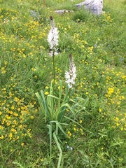 Asphodelus albus