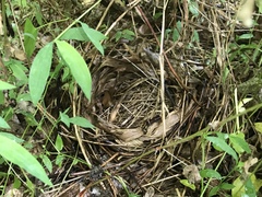 Pipilo erythrophthalmus