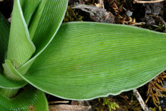 Dichanthelium sphaerocarpon