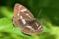 Limenitis helmanni