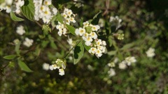 Lantana canescens