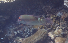Lethrinus erythropterus