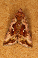 Autographa jota