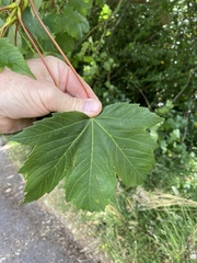 Acer pseudoplatanus