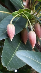 Elaeocarpus grandiflorus