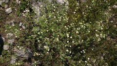 Lantana canescens