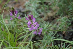 Astragalus versicolor