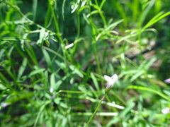 Vicia parviflora