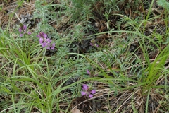 Astragalus versicolor