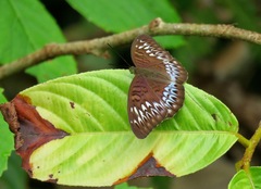 Tanaecia aruna triratna