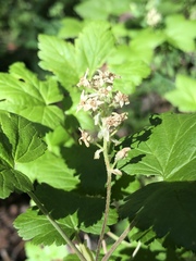 Ribes wolfii