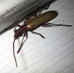 Centrodera decolorata