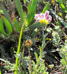 Arctotis pinnatifida