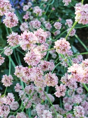 Eriogonum grande rubescens