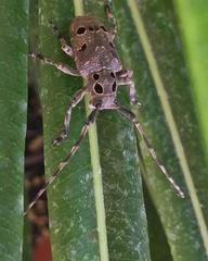 Mesosa curculionoides