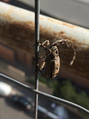 Mesosa curculionoides