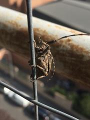 Mesosa curculionoides