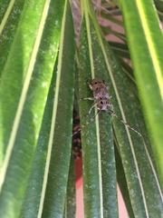 Mesosa curculionoides