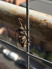 Mesosa curculionoides