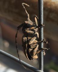 Mesosa curculionoides