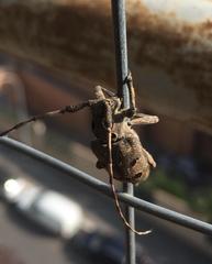 Mesosa curculionoides