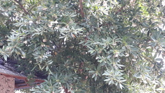 Elaeocarpus grandiflorus