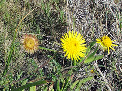Berkheya decurrens