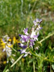 Vicia biennis