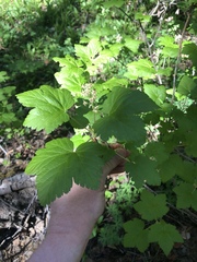 Ribes wolfii