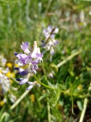 Vicia biennis