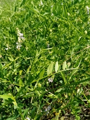 Vicia biennis