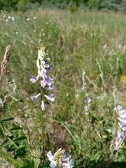 Vicia biennis