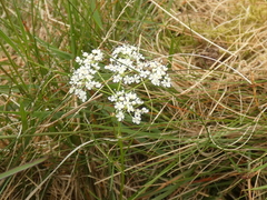 Conopodium majus