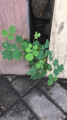 Chelidonium majus