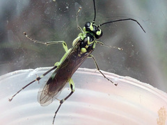 Pachyprotasis antennata