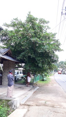 Elaeocarpus grandiflorus