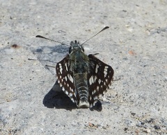 Muschampia cribrellum