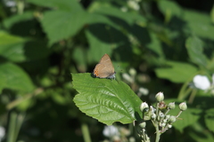 Satyrium w-album