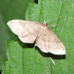 Idaea foedata