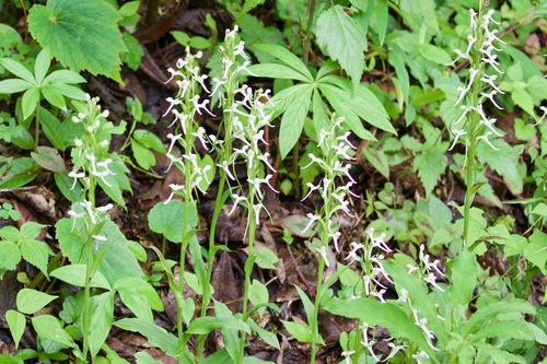 East Asian platanthera (Platanthera japonica)