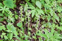 Platanthera japonica