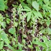 Platanthera japonica - Photo (c) karoconniff, osa oikeuksista pidätetään (CC BY-NC), lähettänyt karoconniff
