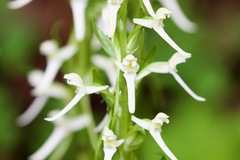Platanthera japonica